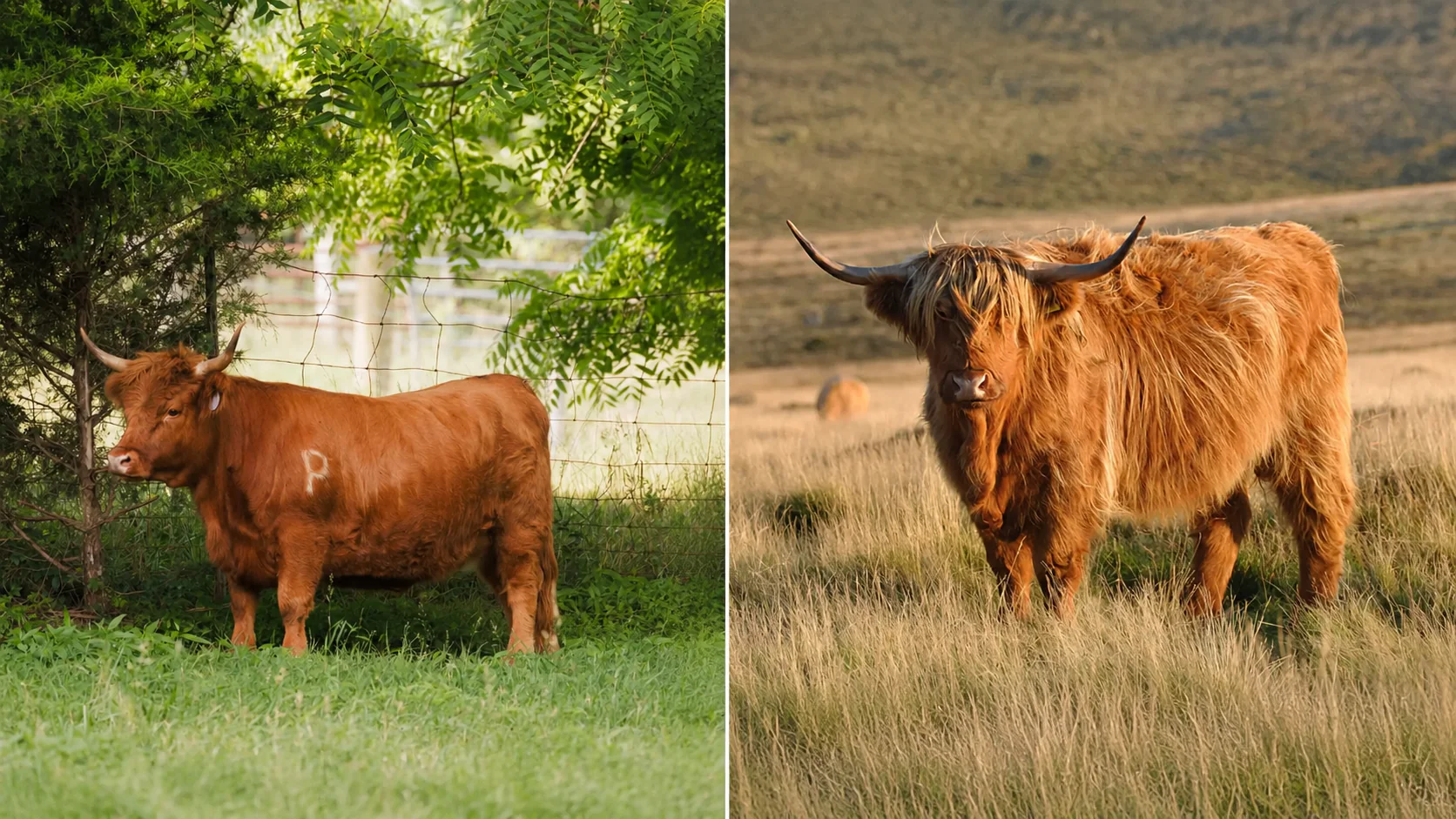 Mini Highland Cow vs. Regular Highland Cow: What’s the Difference?