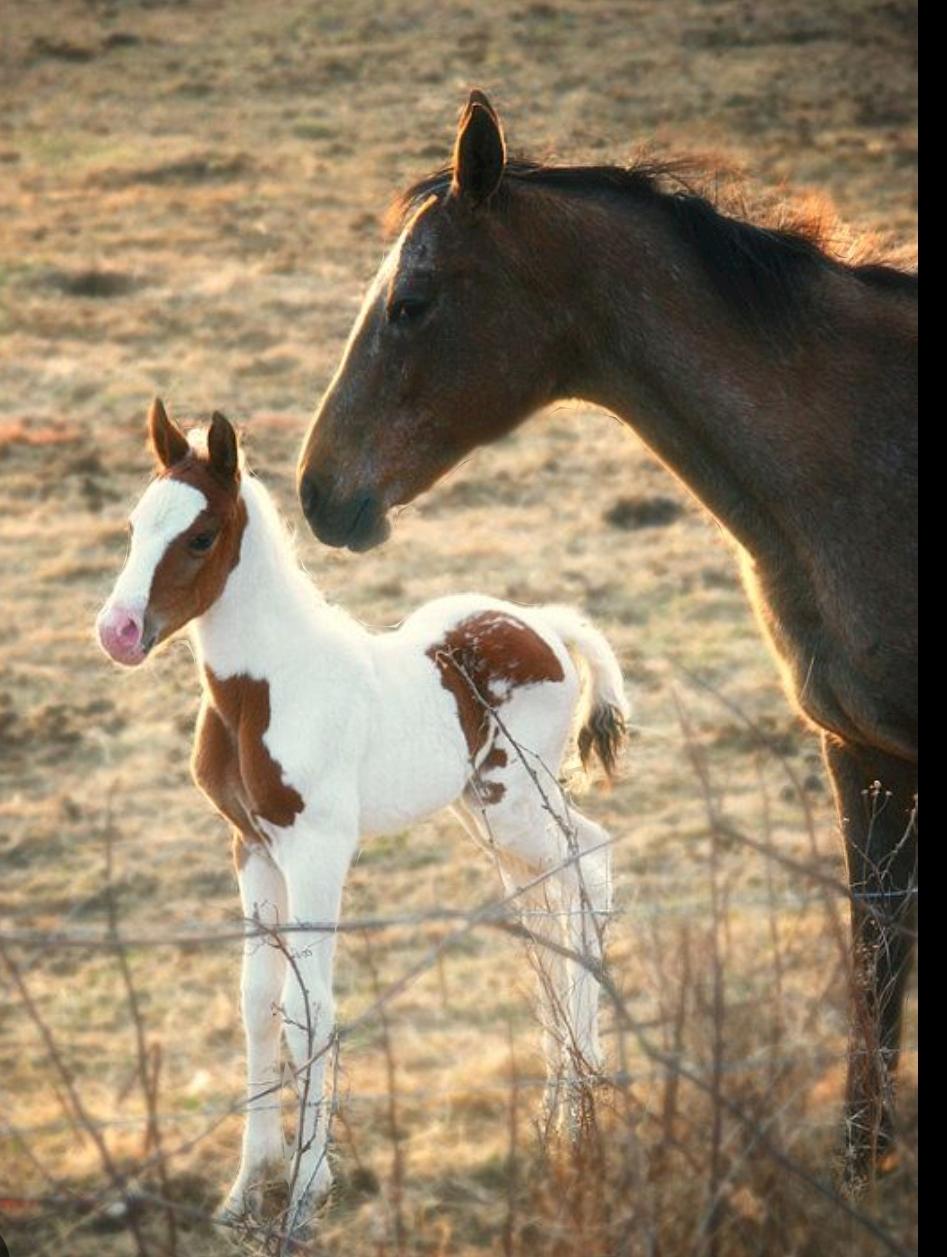 A newborn foal taking its first steps