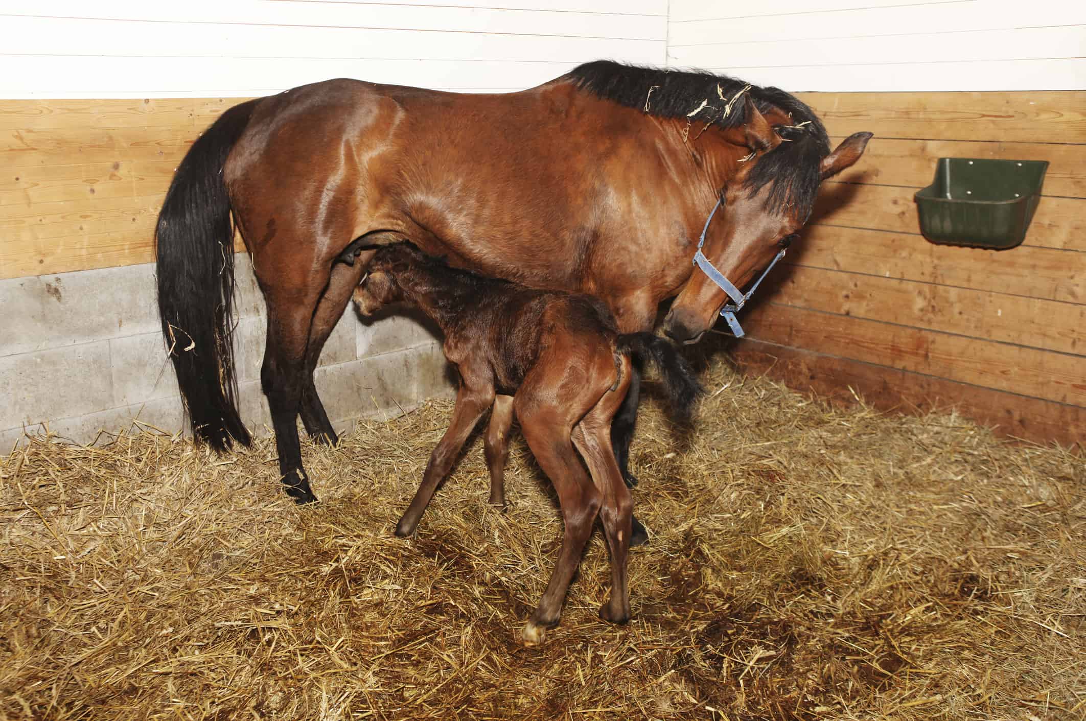 A mare with her beautiful new foal in the pasture