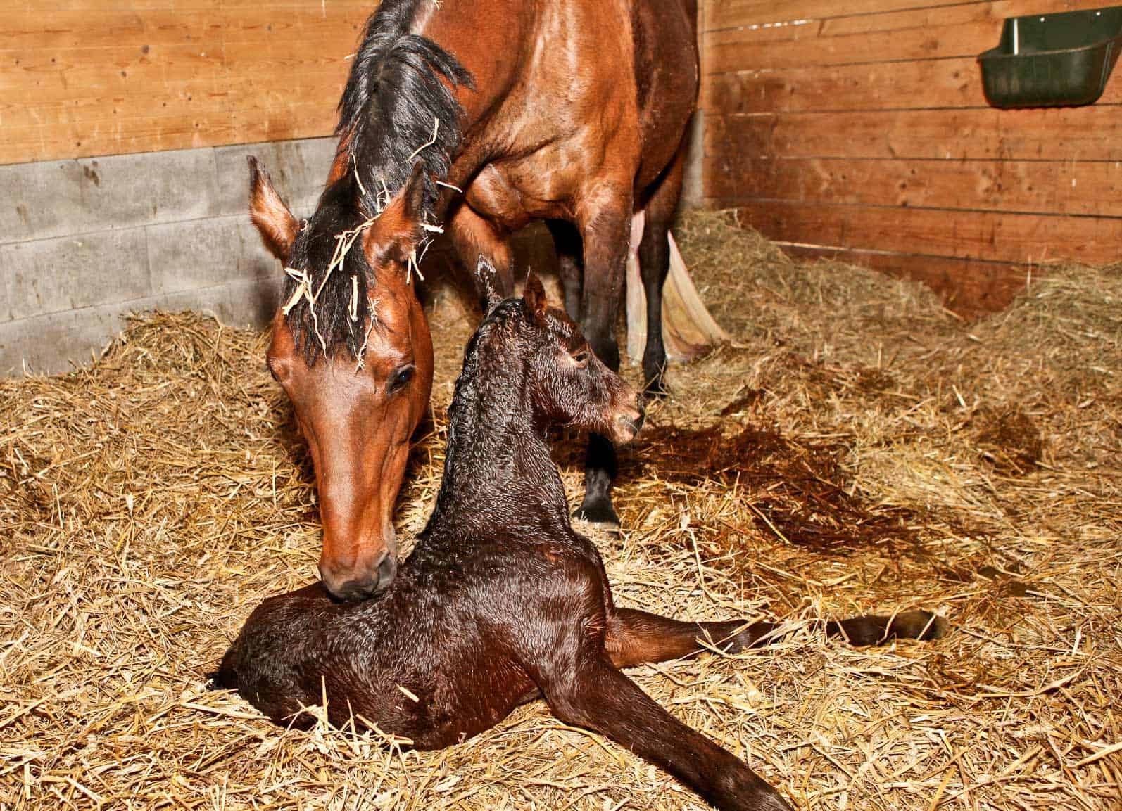 A young foal with its mother in the stable