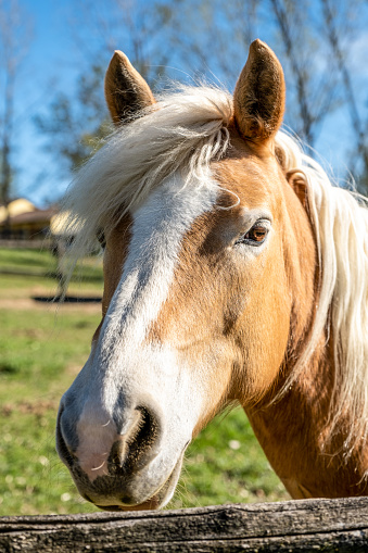 A beautiful golden horse portrait at the farm fence