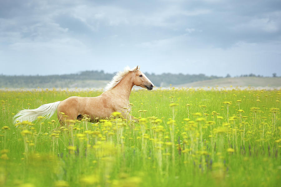 A white horse running freely through a green meadow