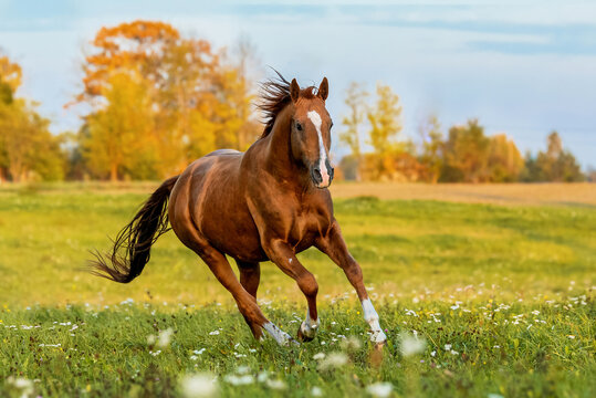 A chestnut horse galloping through an autumn meadow