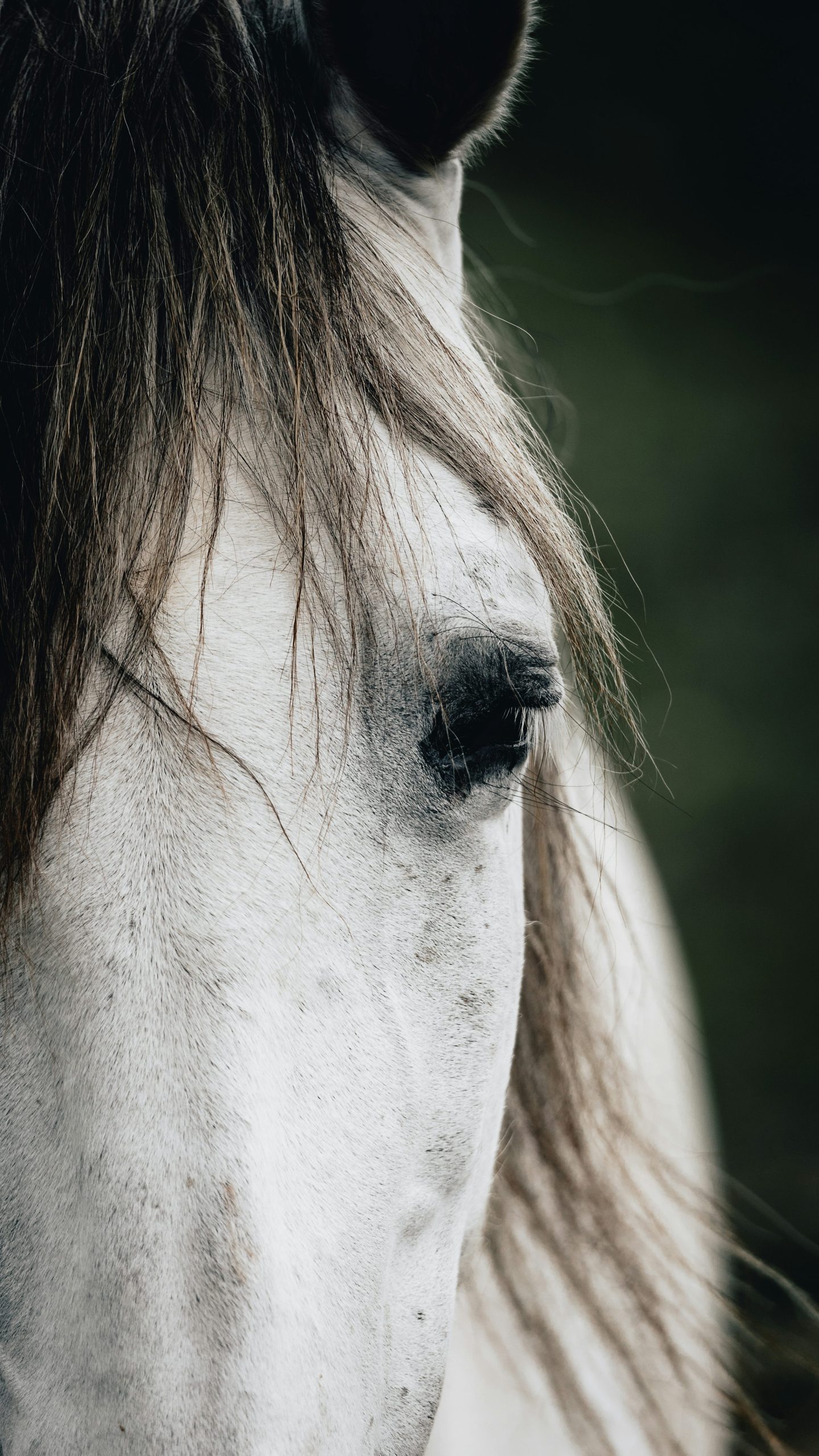 A stunning close-up of a white horse with flowing mane