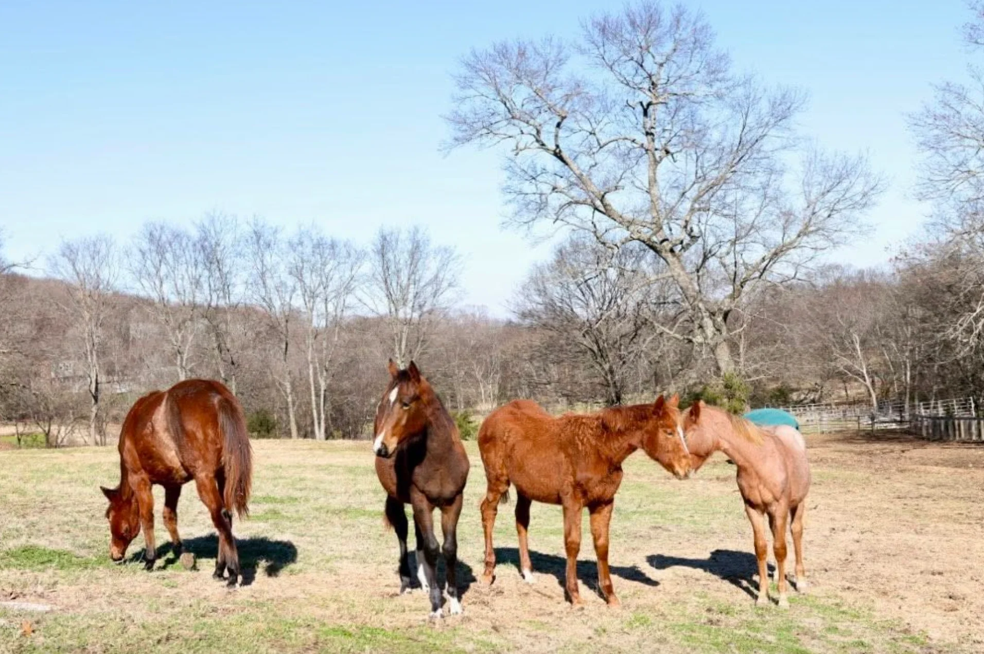 How to Catch a Horse in the Pasture (Without Losing Your Mind)