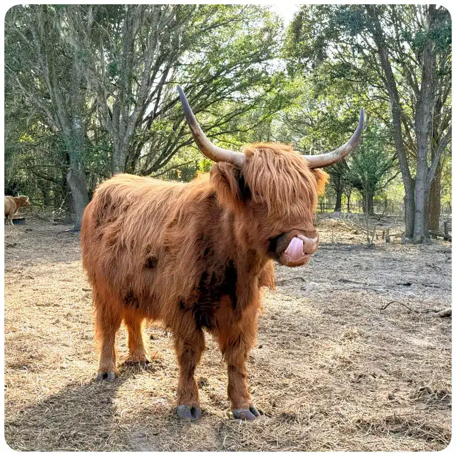 A fluffy miniature highland cow on the ranch