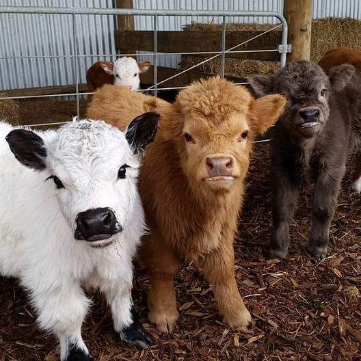 A collection of miniature cow breeds on the farm