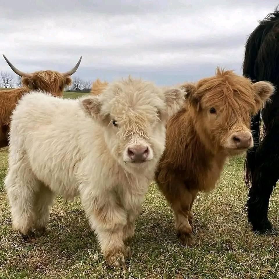 Miniature cows grazing at the ranch