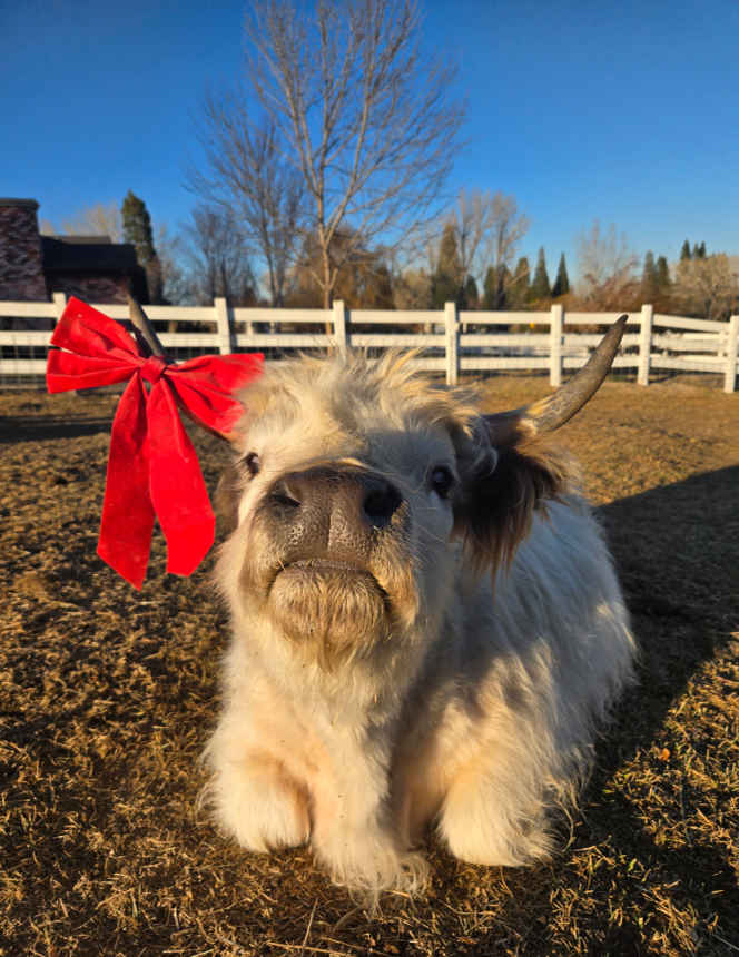 Adorable miniature highland cows posing for the camera