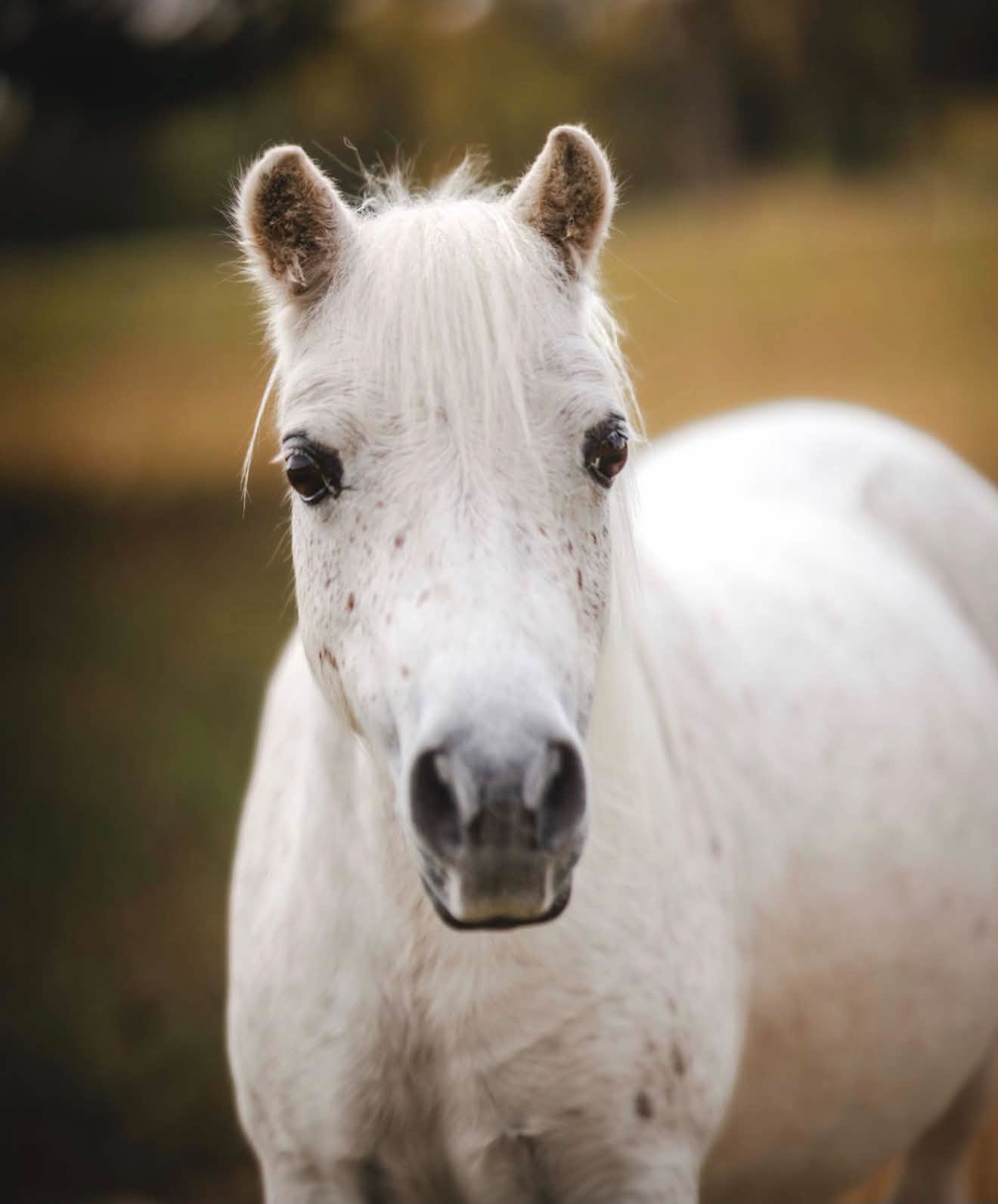 Portrait of a white horse