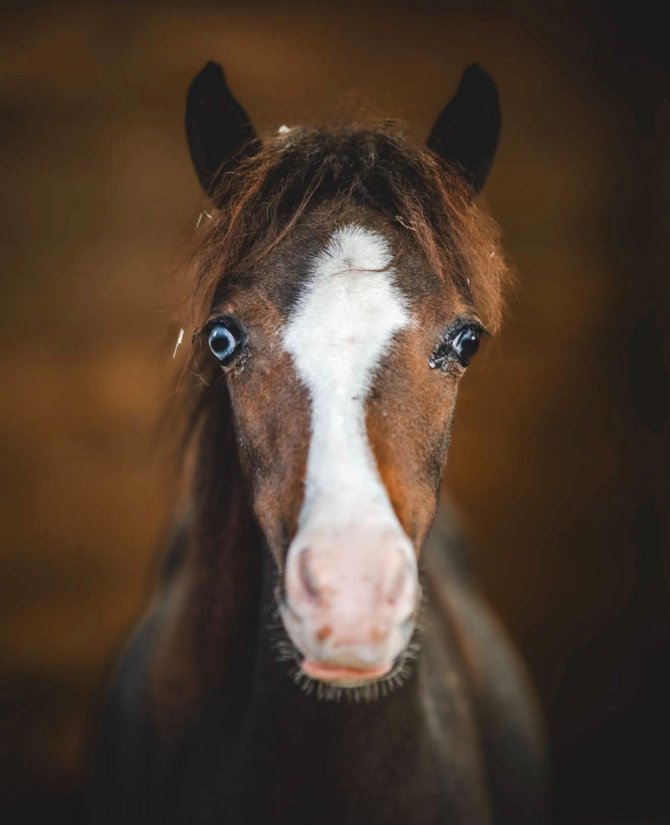 Close-up portrait of a brown horse with a white blaze