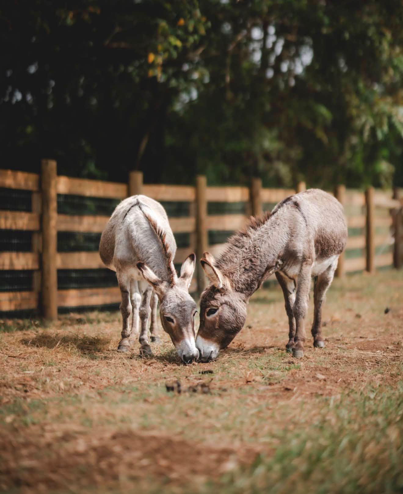 Horses standing together in an outdoor paddock
