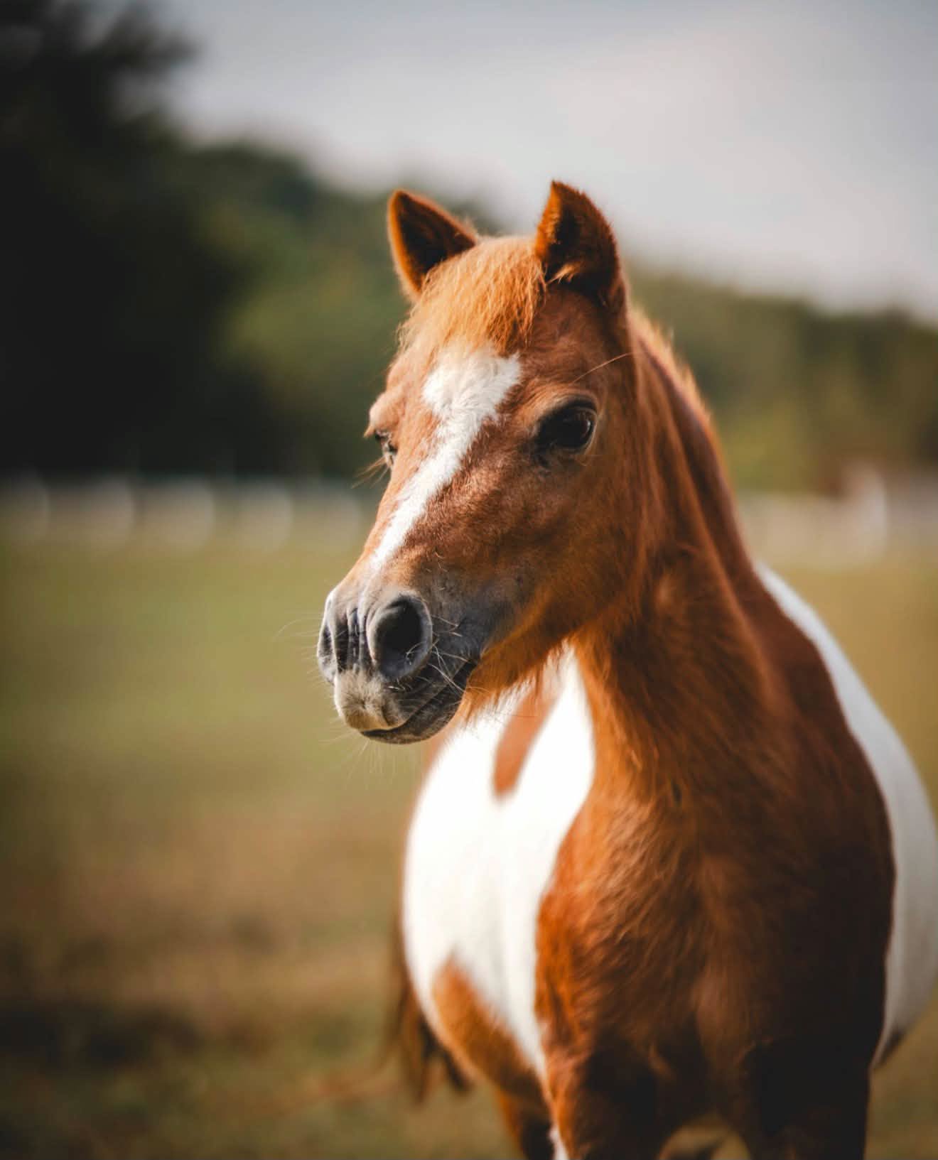 Portrait of a chestnut horse with a white blaze