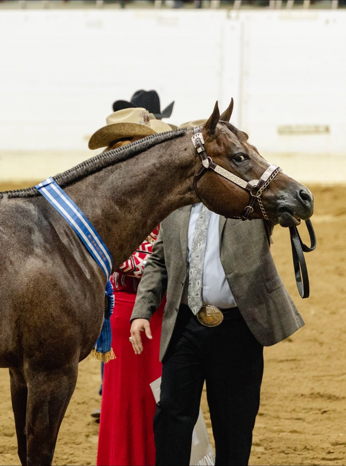Horse wearing a bridle at a horse show
